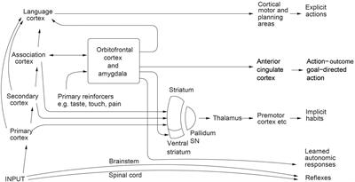 Mind Causality: A Computational Neuroscience Approach